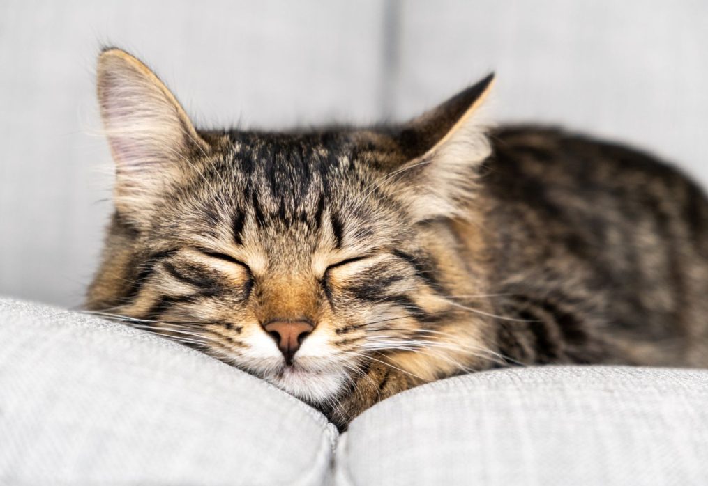 Mieszkanie przyjazne dla kota